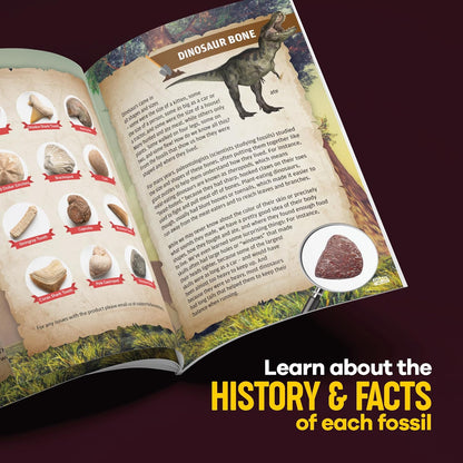 Fossil Dig Kit For Kids